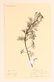 Artemisia alba RCPGdnHerbarium  (55).JPG